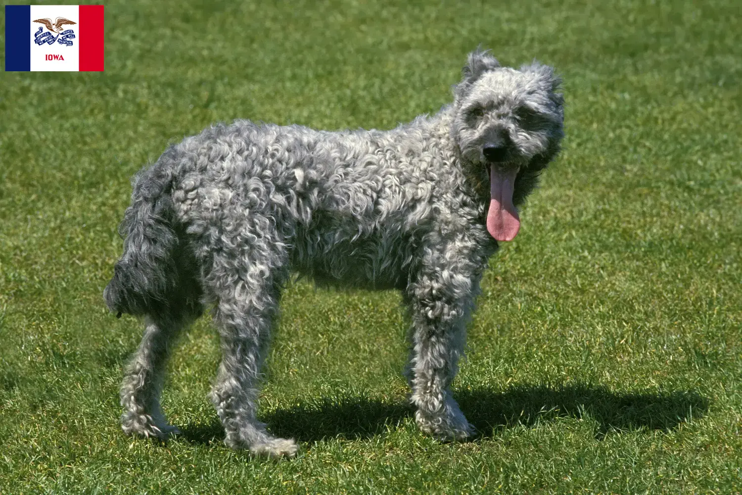 Pumi puppies and breeder Iowa Here you can find Pumis breeders in Iowa.