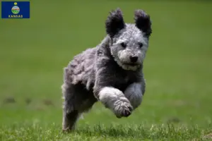 Read more about the article Pumi breeders and puppies in Kansas