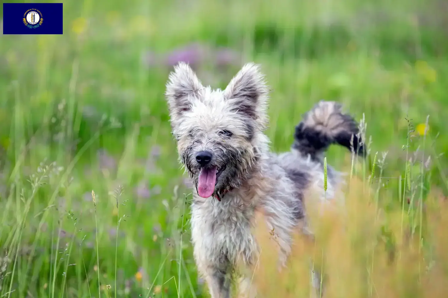 Pumi puppies and breeder Kentucky Here you can find Pumis breeders in Kentucky.