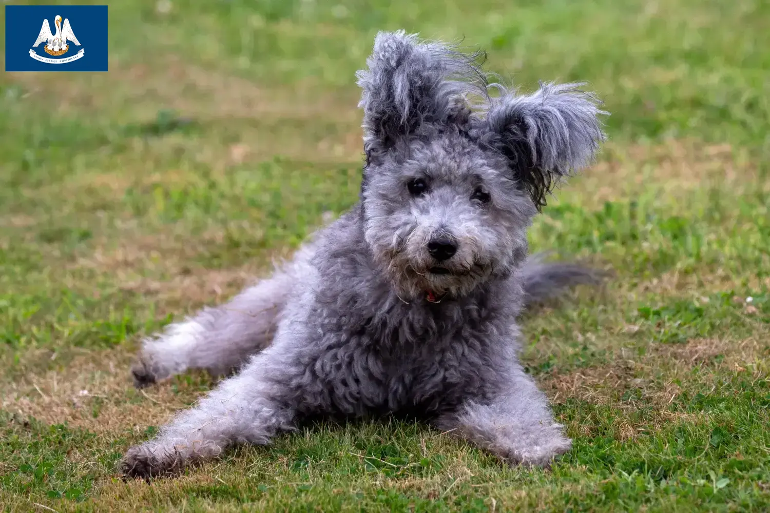 Pumi puppies and breeder Louisiana Here you can find Pumis breeders in Louisiana.