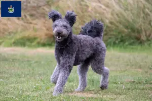 Read more about the article Pumi breeders and puppies in Maine