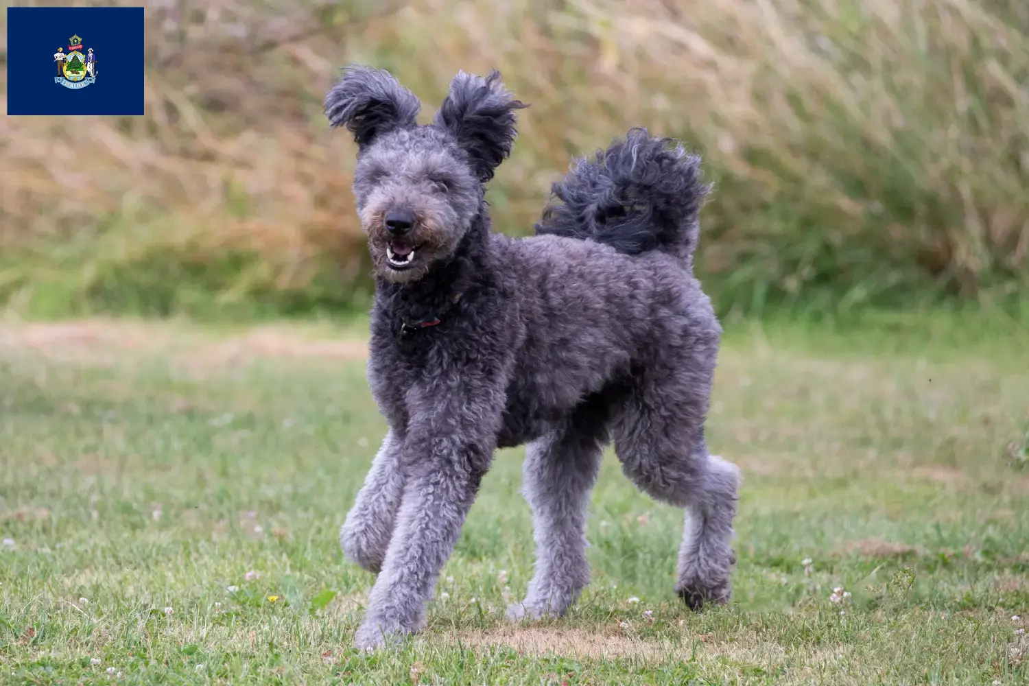 Read more about the article Pumi breeders and puppies in Maine