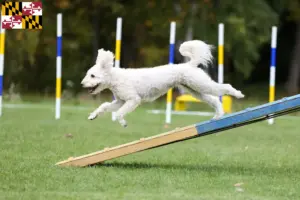 Read more about the article Pumi breeders and puppies in Maryland