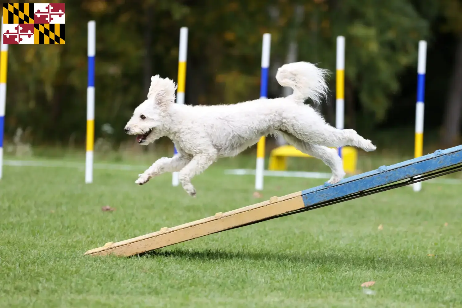 Pumi puppies and breeder Maryland Here you can find Pumis breeders in Maryland.