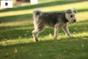 Read more about the article Pumi breeders and puppies in Massachusetts