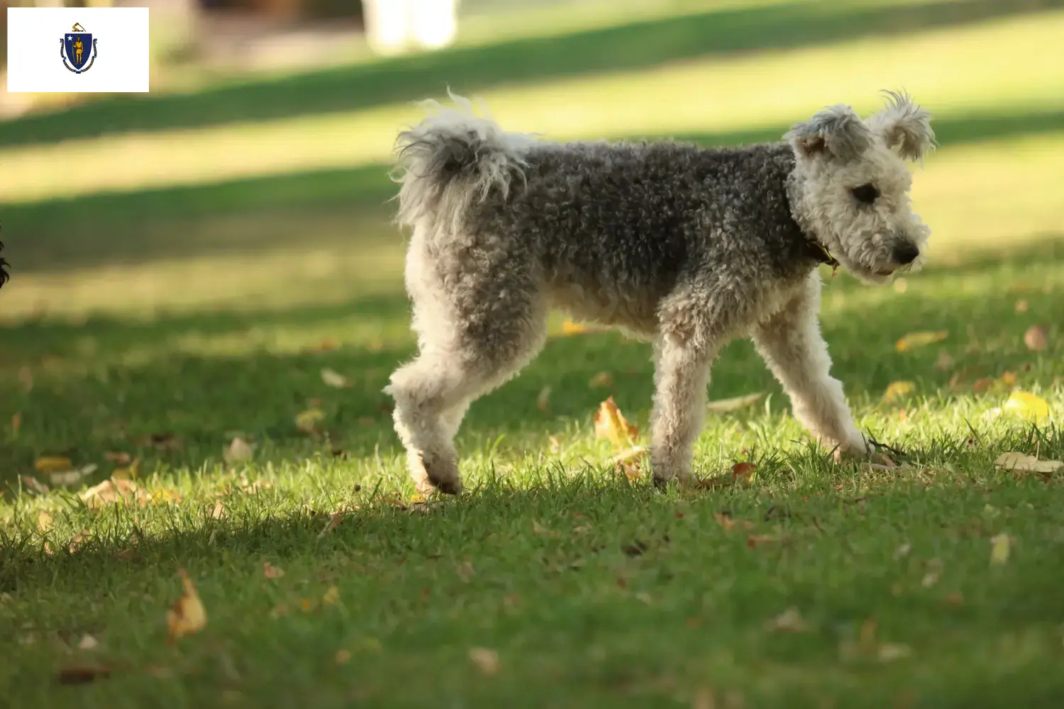 Pumi puppies and breeders Massachusetts Here you can find Pumis breeders in Massachusetts.
