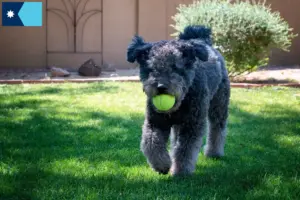 Read more about the article Pumi breeders and puppies in Minnesota