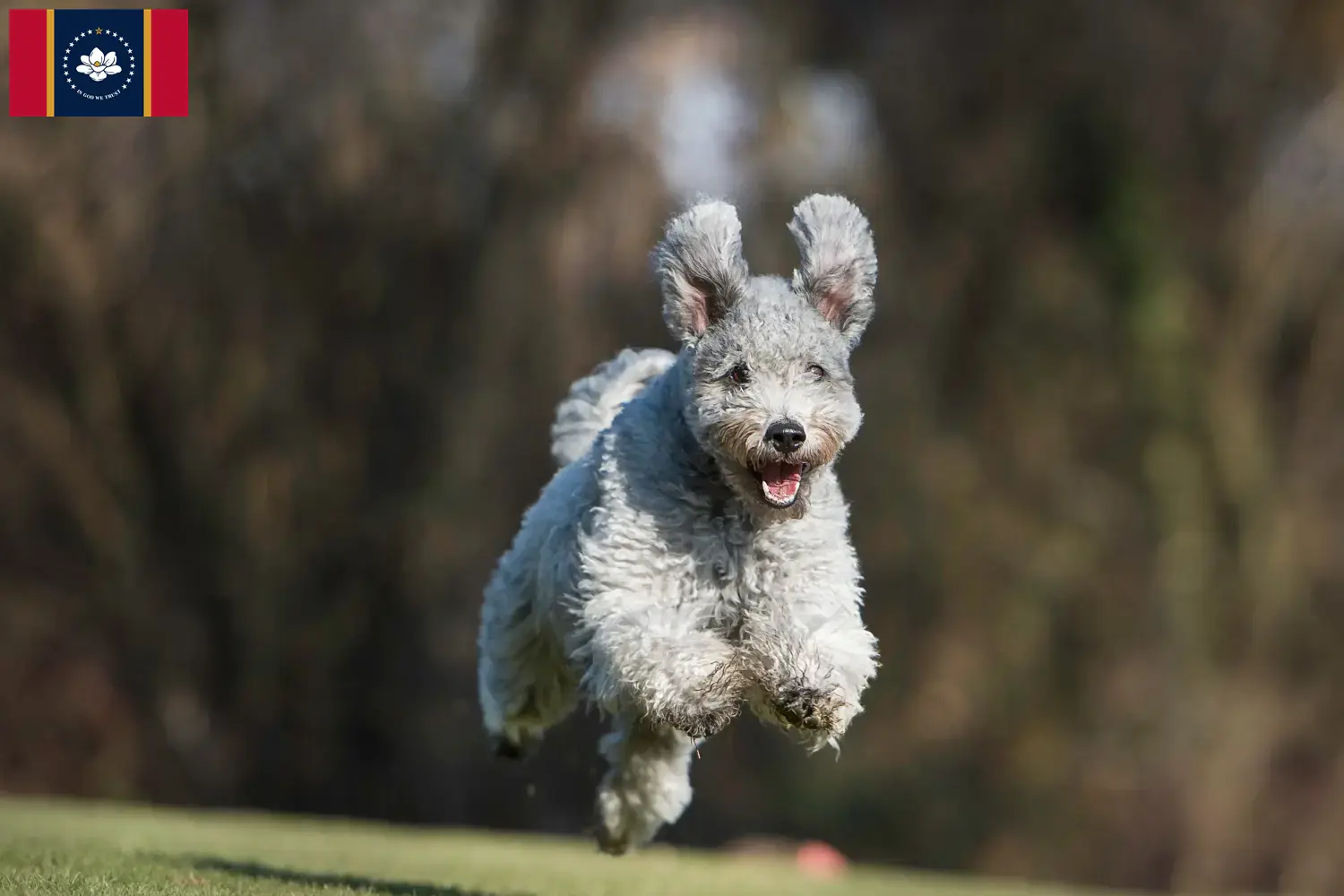 Pumi puppies and breeders Mississippi Here you can find Pumis breeders in Mississippi.