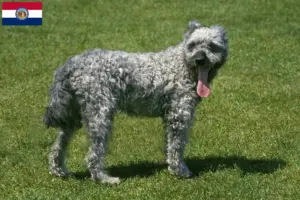 Read more about the article Pumi breeders and puppies in Missouri