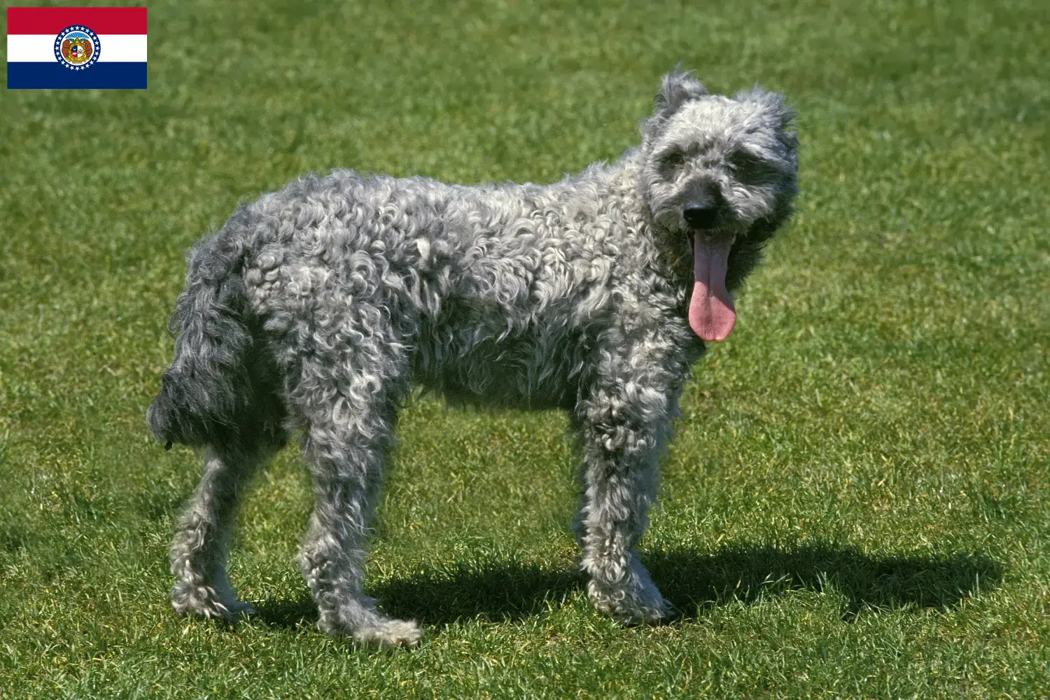 Read more about the article Pumi breeders and puppies in Missouri