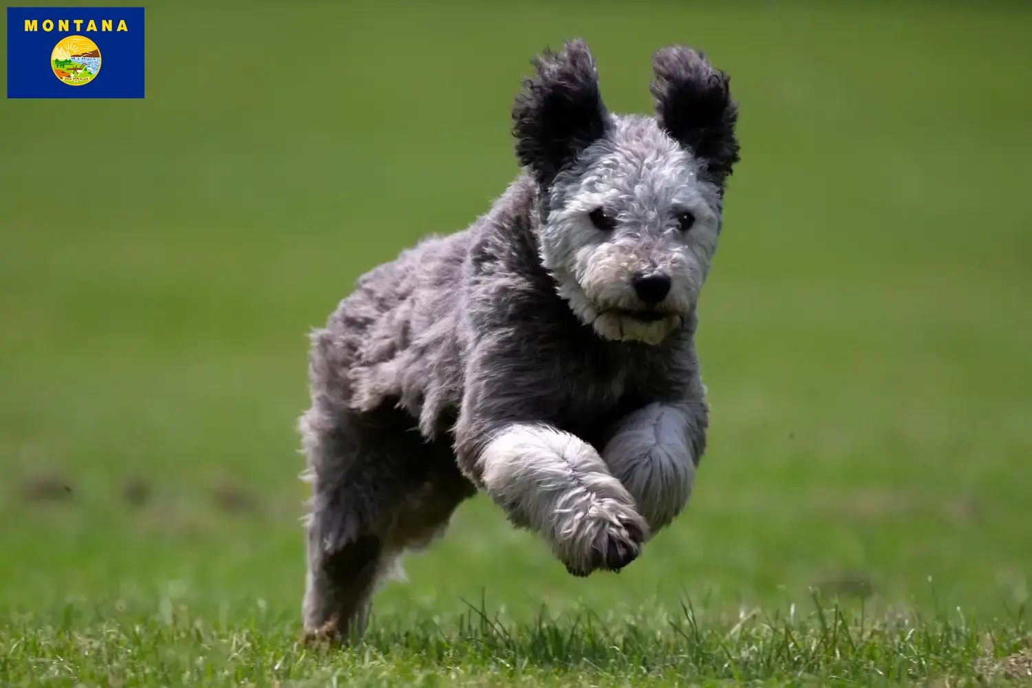 Pumi puppies and breeder Montana Here you can find Pumi breeders in Montana.