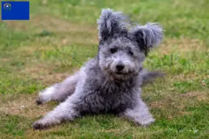 Read more about the article Pumi breeders and puppies in Nevada