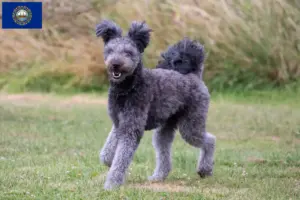Read more about the article Pumi breeders and puppies in New Hampshire