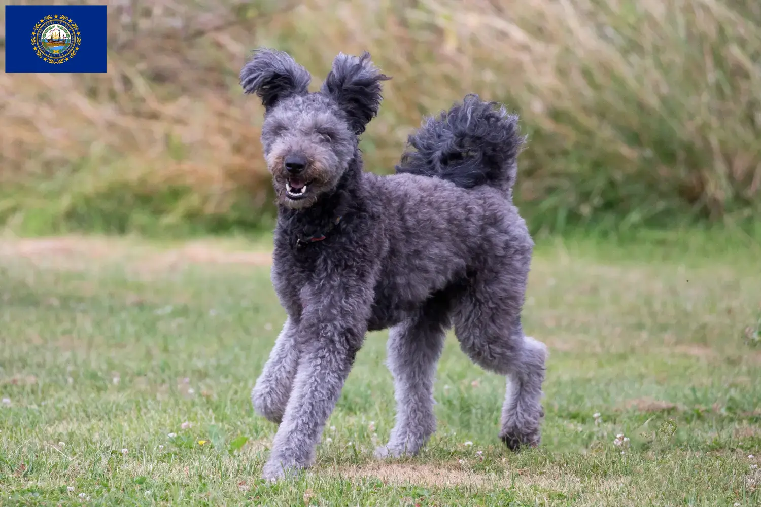 Pumi puppies and breeder New Hampshire Here you can find Pumis breeders in New Hampshire.