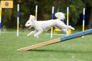 Read more about the article Pumi breeders and puppies in New Jersey