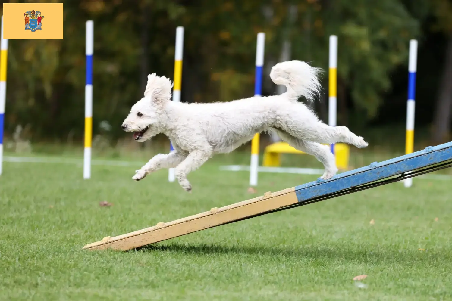 Pumi puppies and breeders New Jersey Here you can find Pumis breeders in New Jersey.