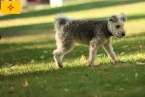 Read more about the article Pumi breeders and puppies in New Mexico