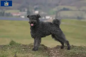 Read more about the article Pumi breeders and puppies in New York