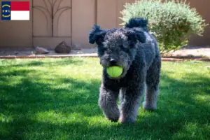 Read more about the article Pumi breeders and puppies in North Carolina