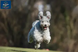 Read more about the article Pumi breeders and puppies in North Dakota
