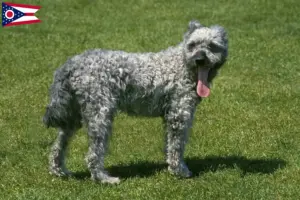 Read more about the article Pumi breeders and puppies in Ohio