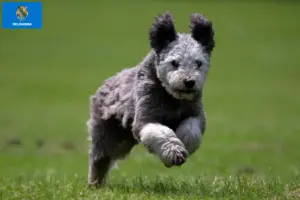 Read more about the article Pumi breeders and puppies in Oklahoma