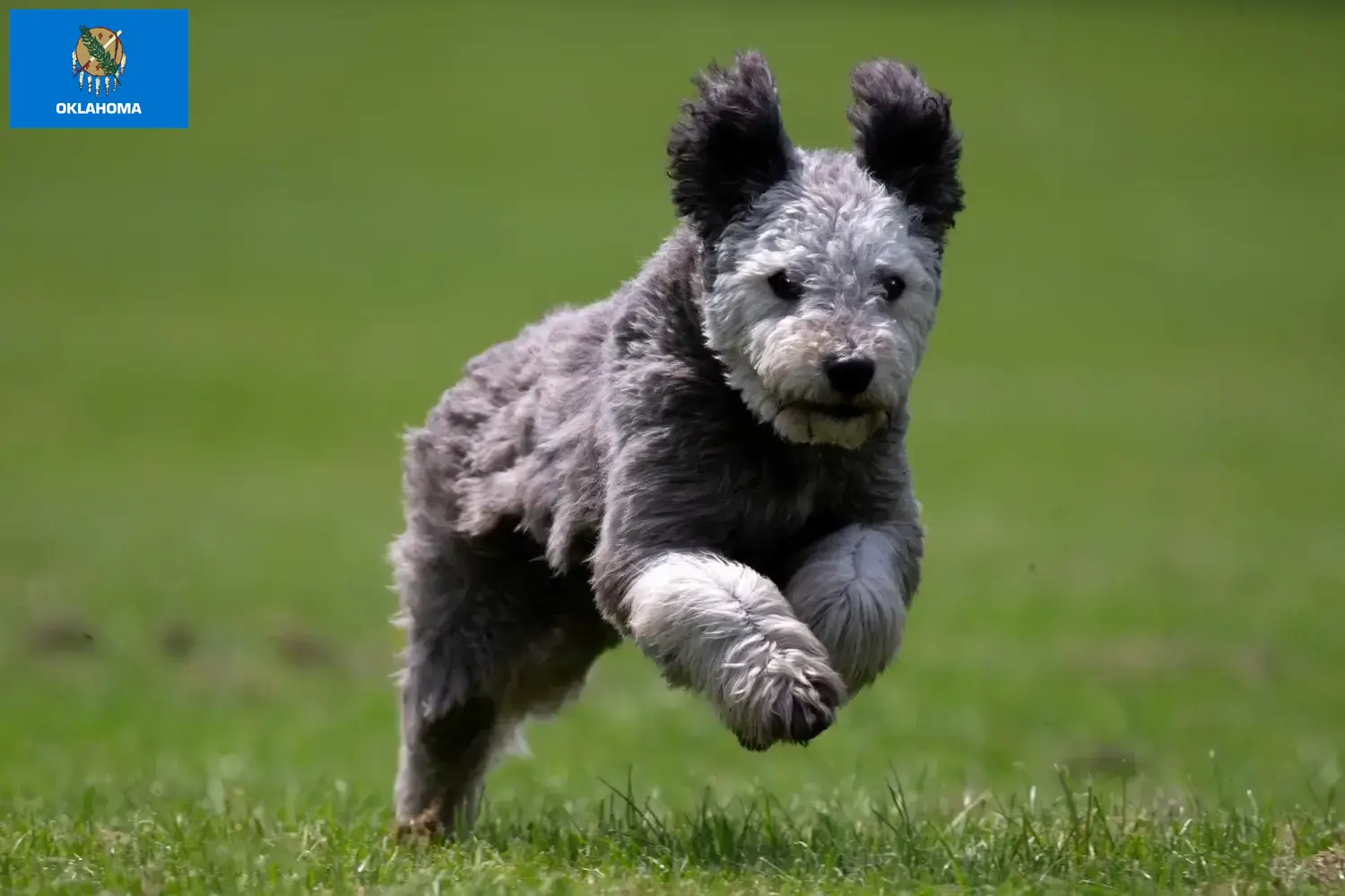Pumi puppies and breeder Oklahoma Here you can find Pumis breeders in Oklahoma.
