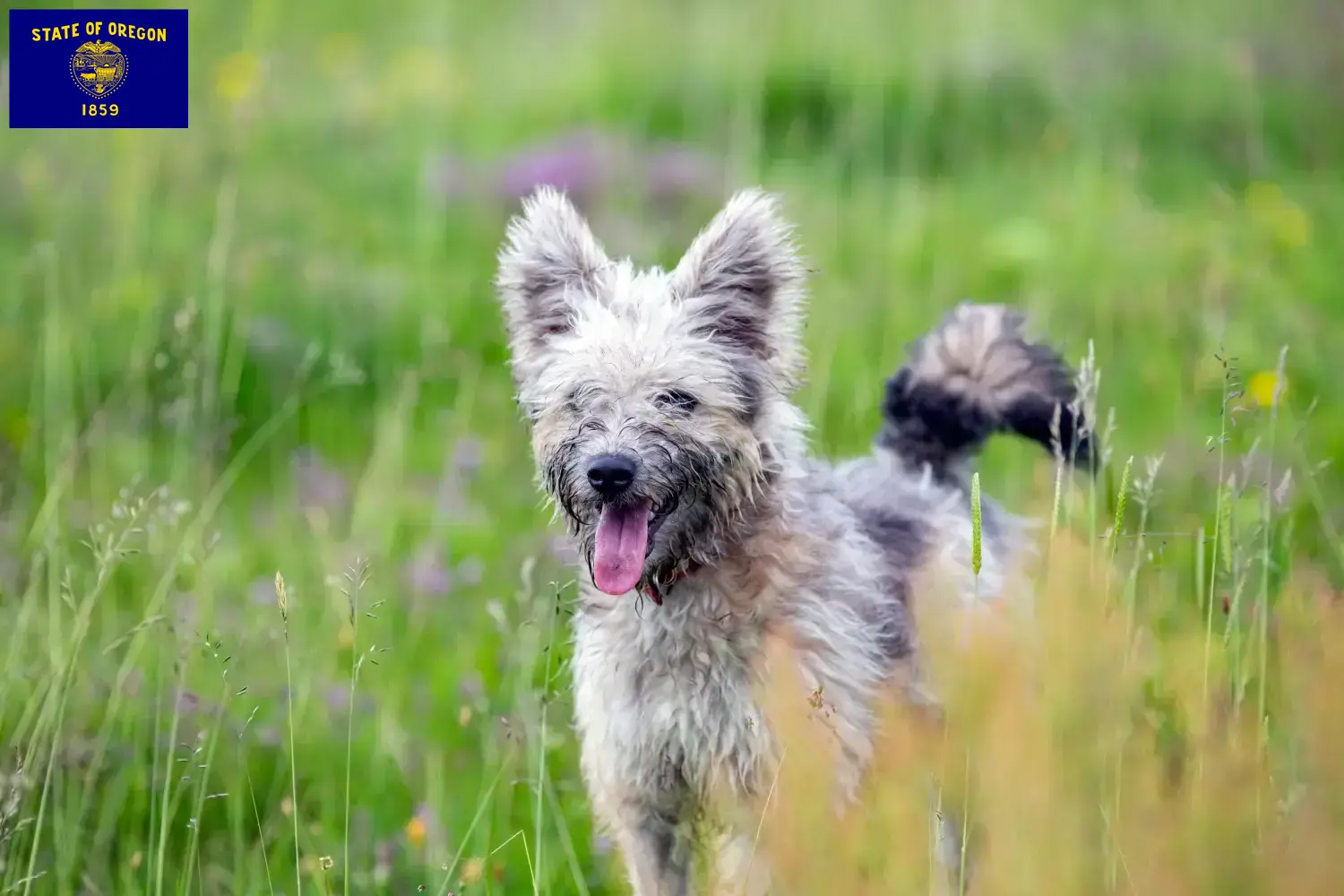 Pumi puppies and breeder Oregon Here you can find Pumis breeders in Oregon.