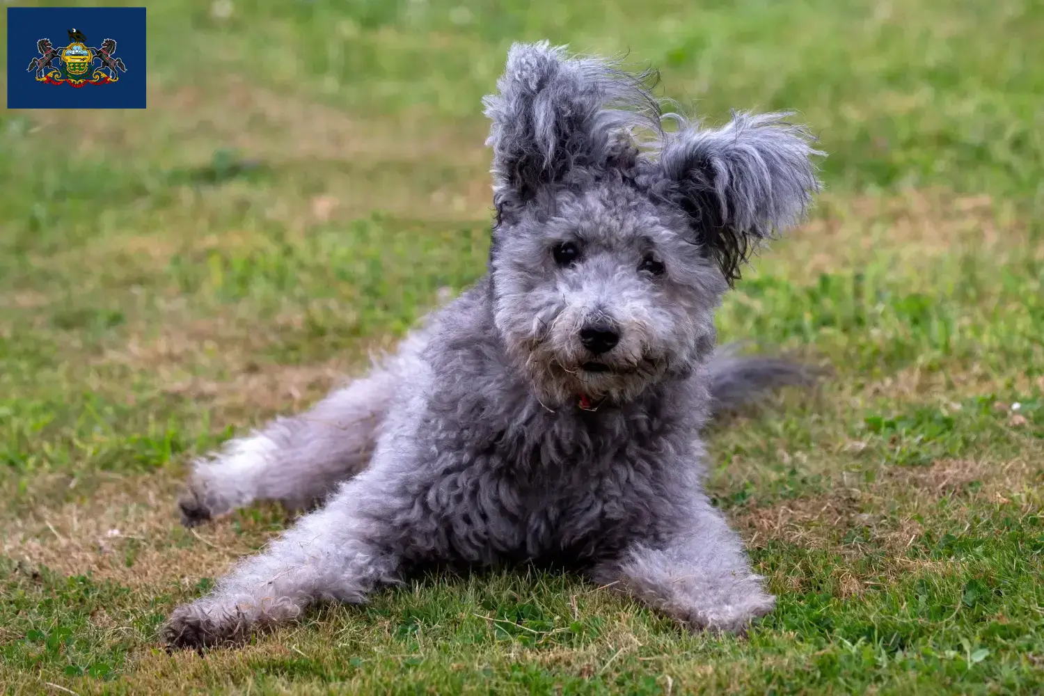 Pumi puppies and breeders Pennsylvania Here you can find Pumis breeders in Pennsylvania.