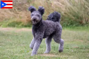 Read more about the article Pumi breeders and puppies in Puerto Rico