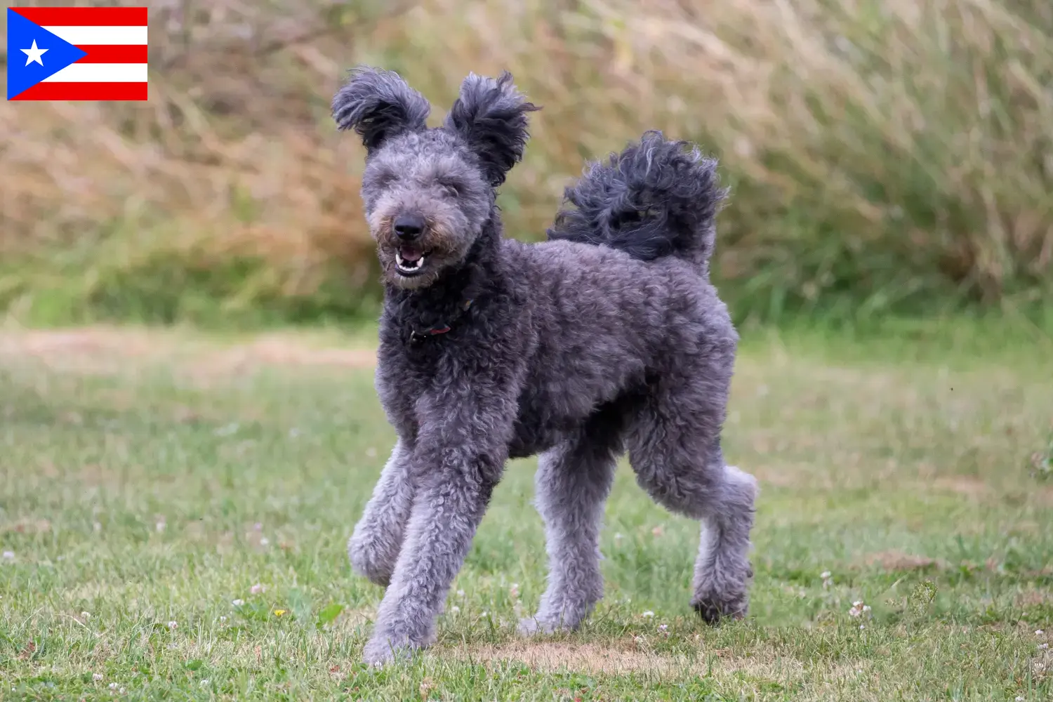 Pumi puppies and breeder Puerto Rico Here you can find Pumi breeders in Puerto Rico.