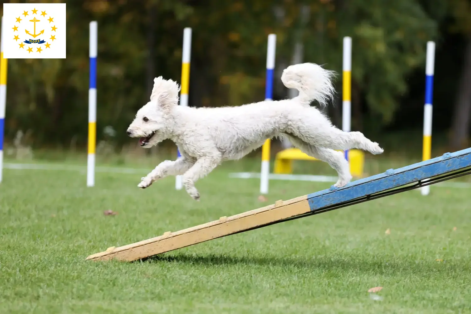 Pumi puppies and breeders Rhode Island Here you can find Pumis breeders in Rhode Island.