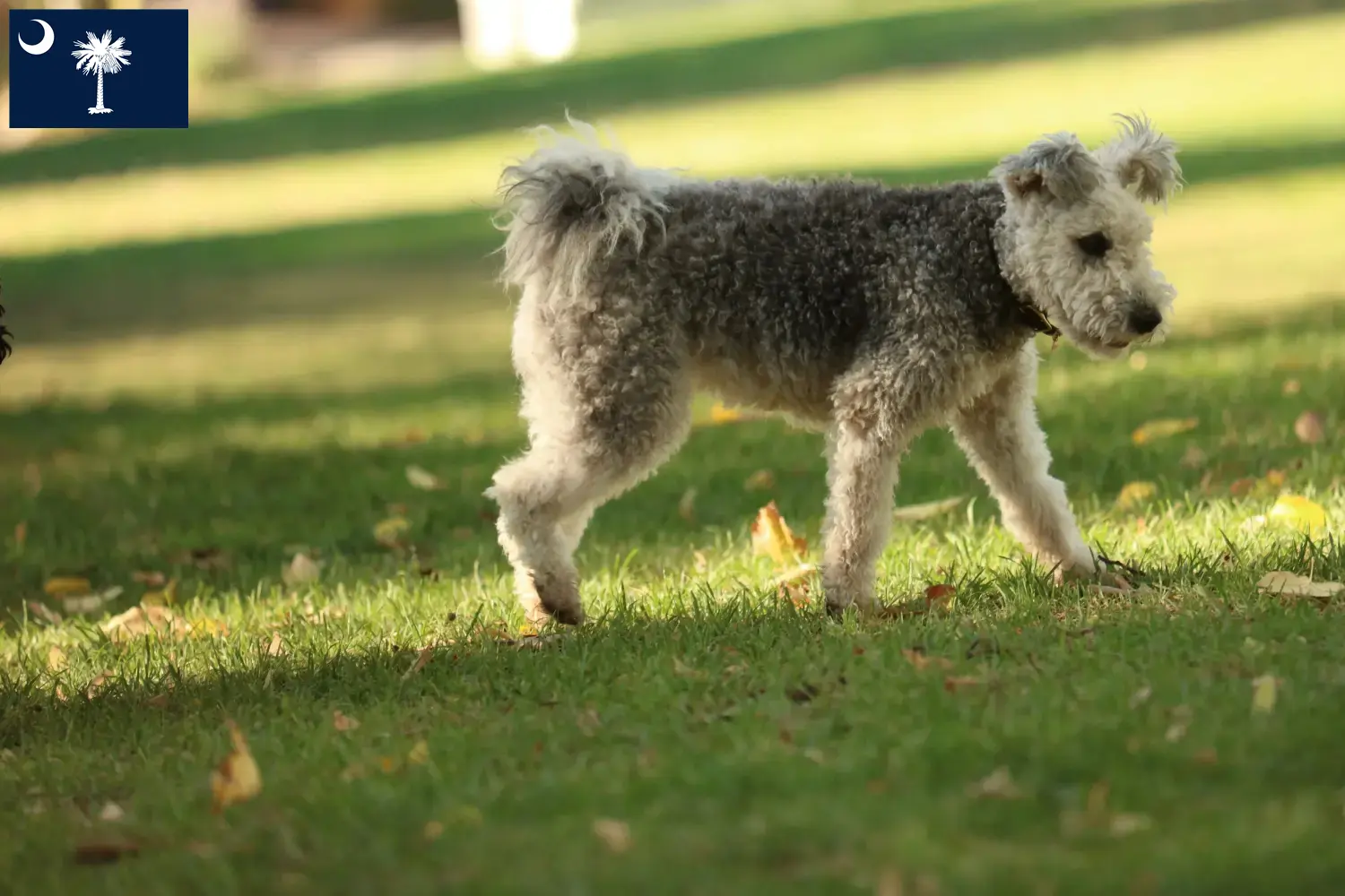 Pumi puppies and breeders South Carolina Here you can find Pumis breeders in South Carolina.