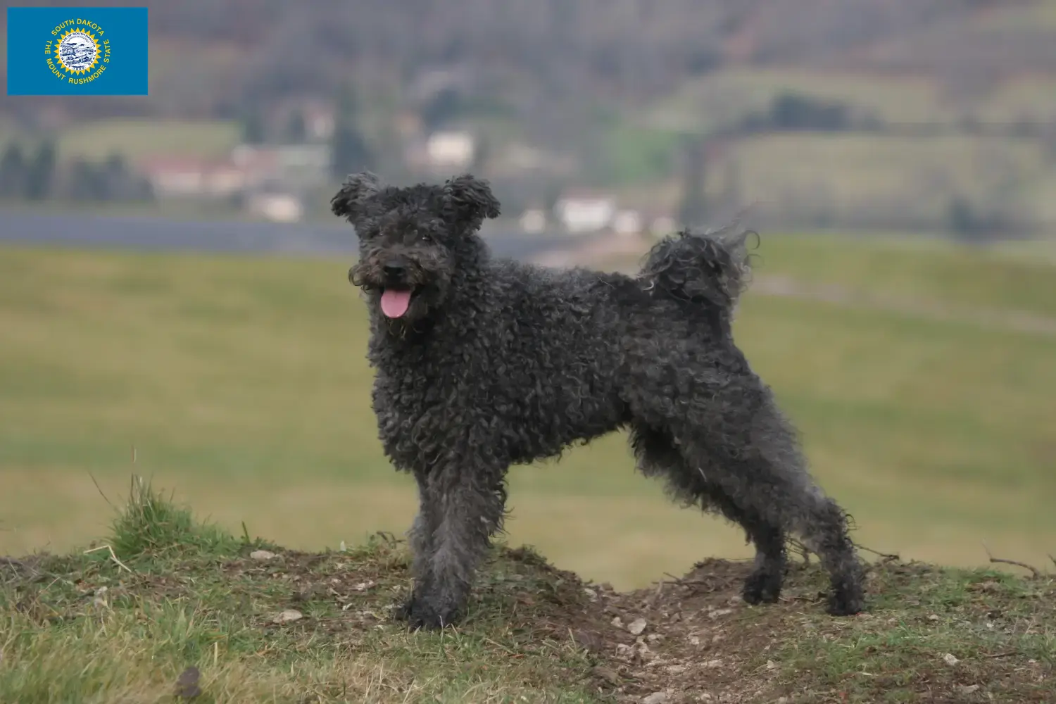 Read more about the article Pumi breeders and puppies in South Dakota