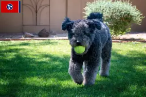 Read more about the article Pumi breeders and puppies in Tennessee
