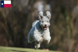 Read more about the article Pumi breeders and puppies in Texas