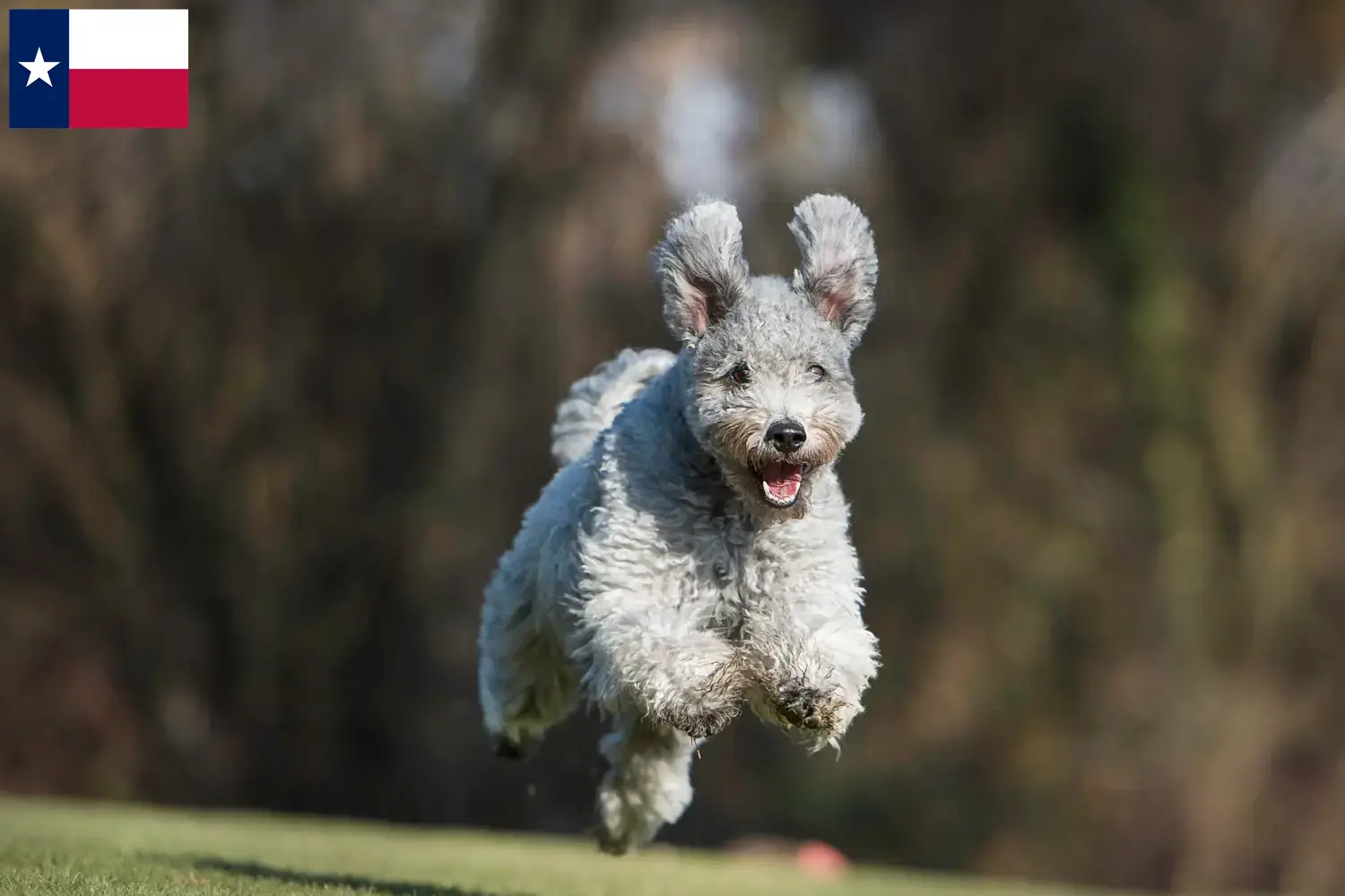 Read more about the article Pumi breeders and puppies in Texas