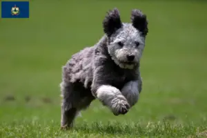 Read more about the article Pumi breeders and puppies in Vermont