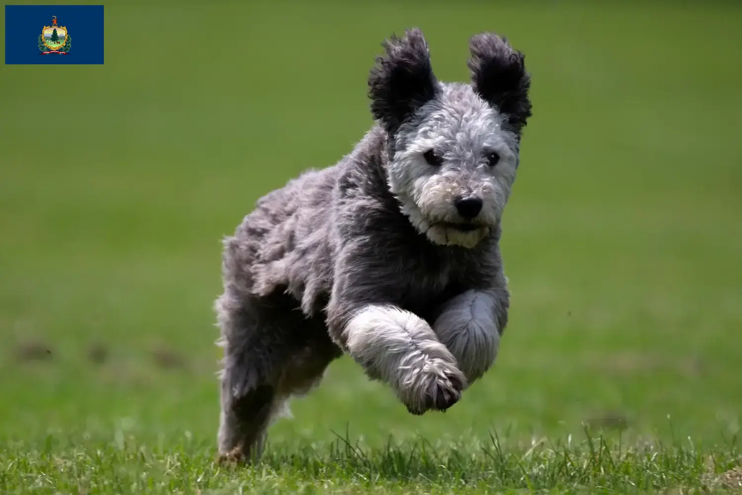 Read more about the article Pumi breeders and puppies in Vermont