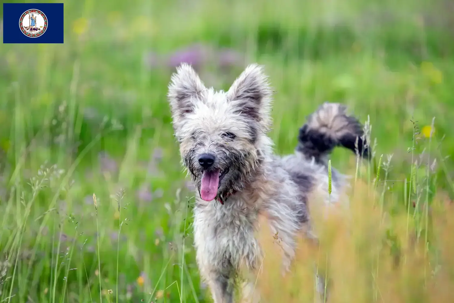 Read more about the article Pumi breeders and puppies in Virginia