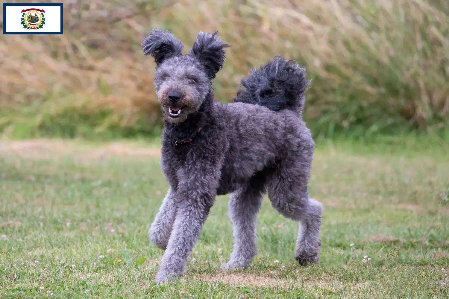 Read more about the article Pumi breeders and puppies in West Virginia