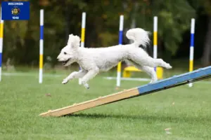 Read more about the article Pumi breeders and puppies in Wisconsin