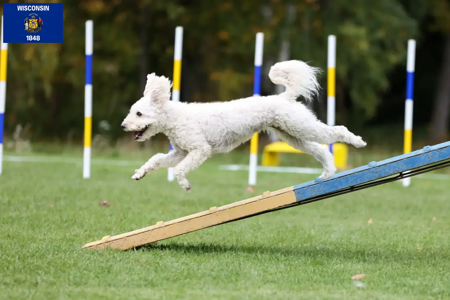 Read more about the article Pumi breeders and puppies in Wisconsin