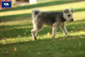 Read more about the article Pumi breeders and puppies in Wyoming