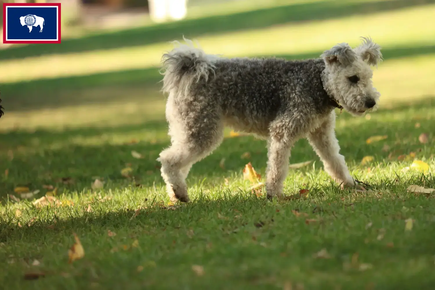 Read more about the article Pumi breeders and puppies in Wyoming
