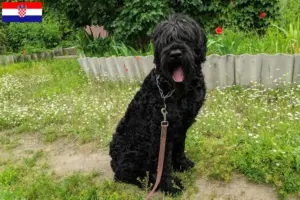 Read more about the article Russian Black Terrier breeder and puppies in Croatia