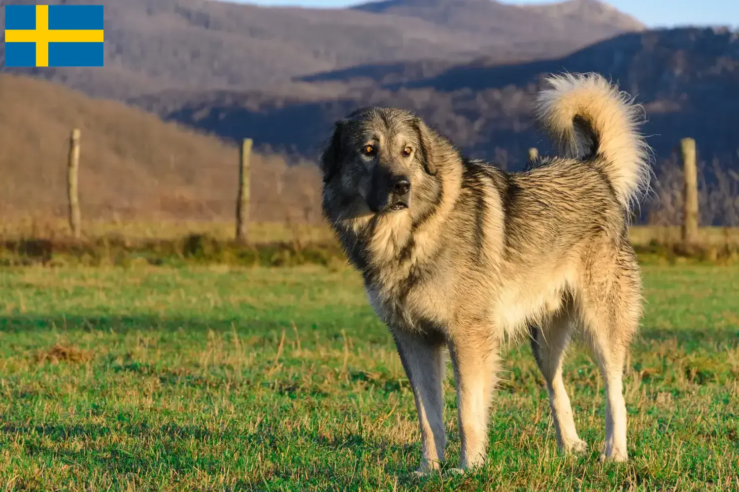 Šarplaninac puppies and breeders Sweden Find Šarplaninac breeders in Sweden here.