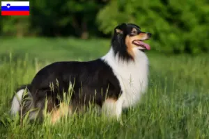Read more about the article Sheltie breeders and puppies in Slovenia
