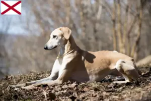 Read more about the article Sloughi breeders and puppies in Alabama