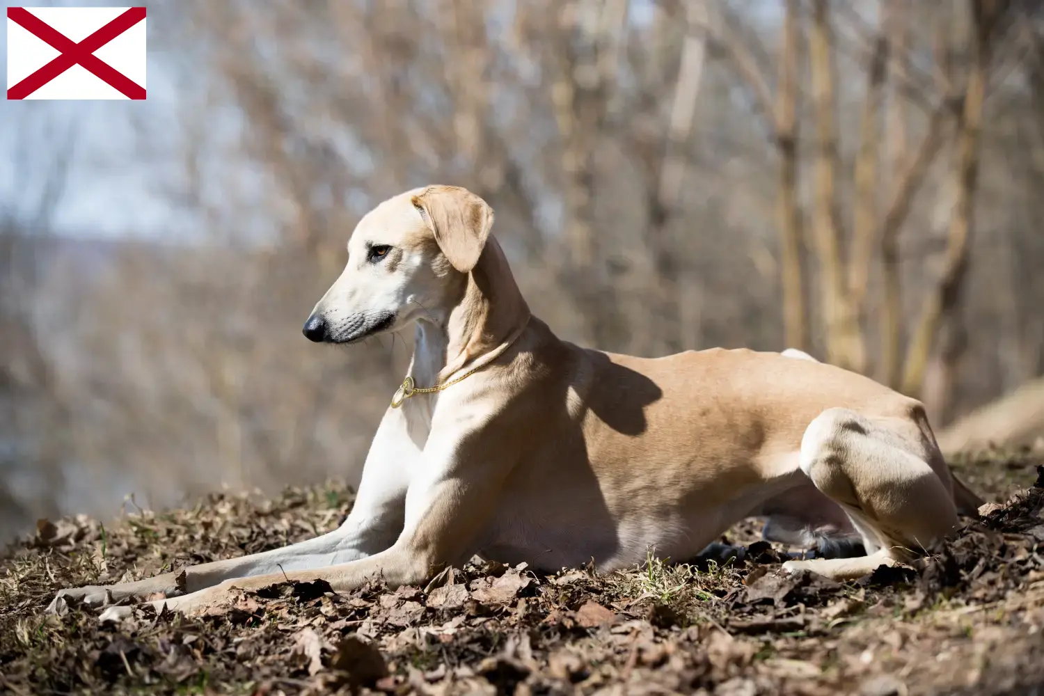 Read more about the article Sloughi breeders and puppies in Alabama